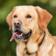 labrador with tongue out