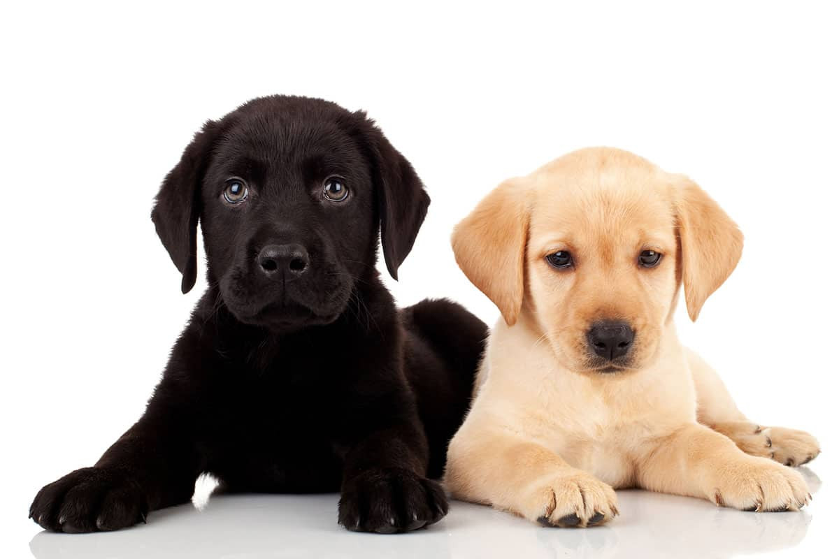 two labrador puppies: one black and one golden
