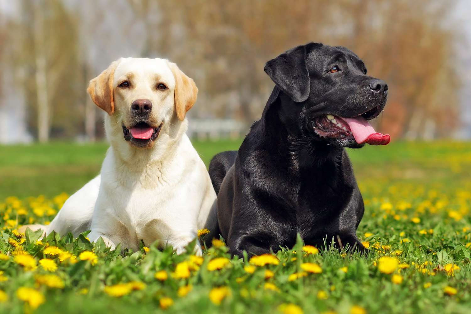 two adult Labradors: one black and one golden