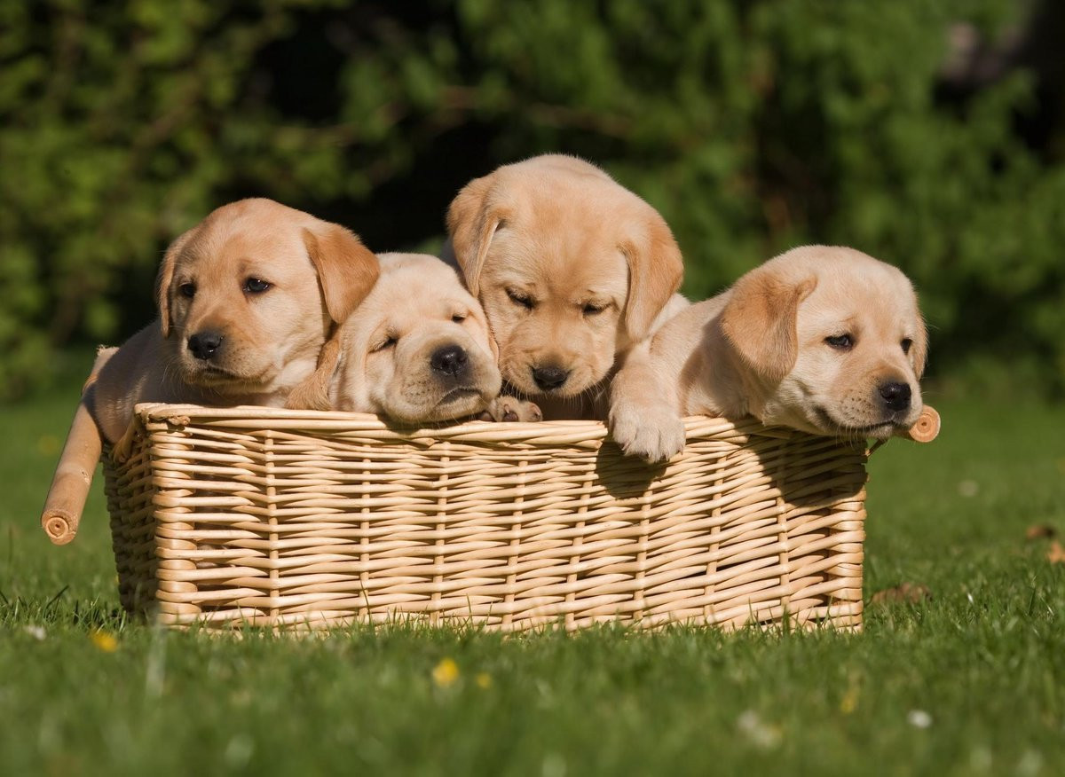 labrador puppies in a wicker basket