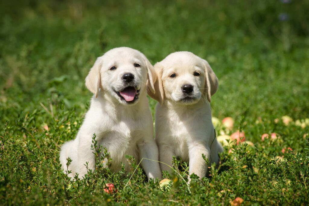 two golden labrador puppies