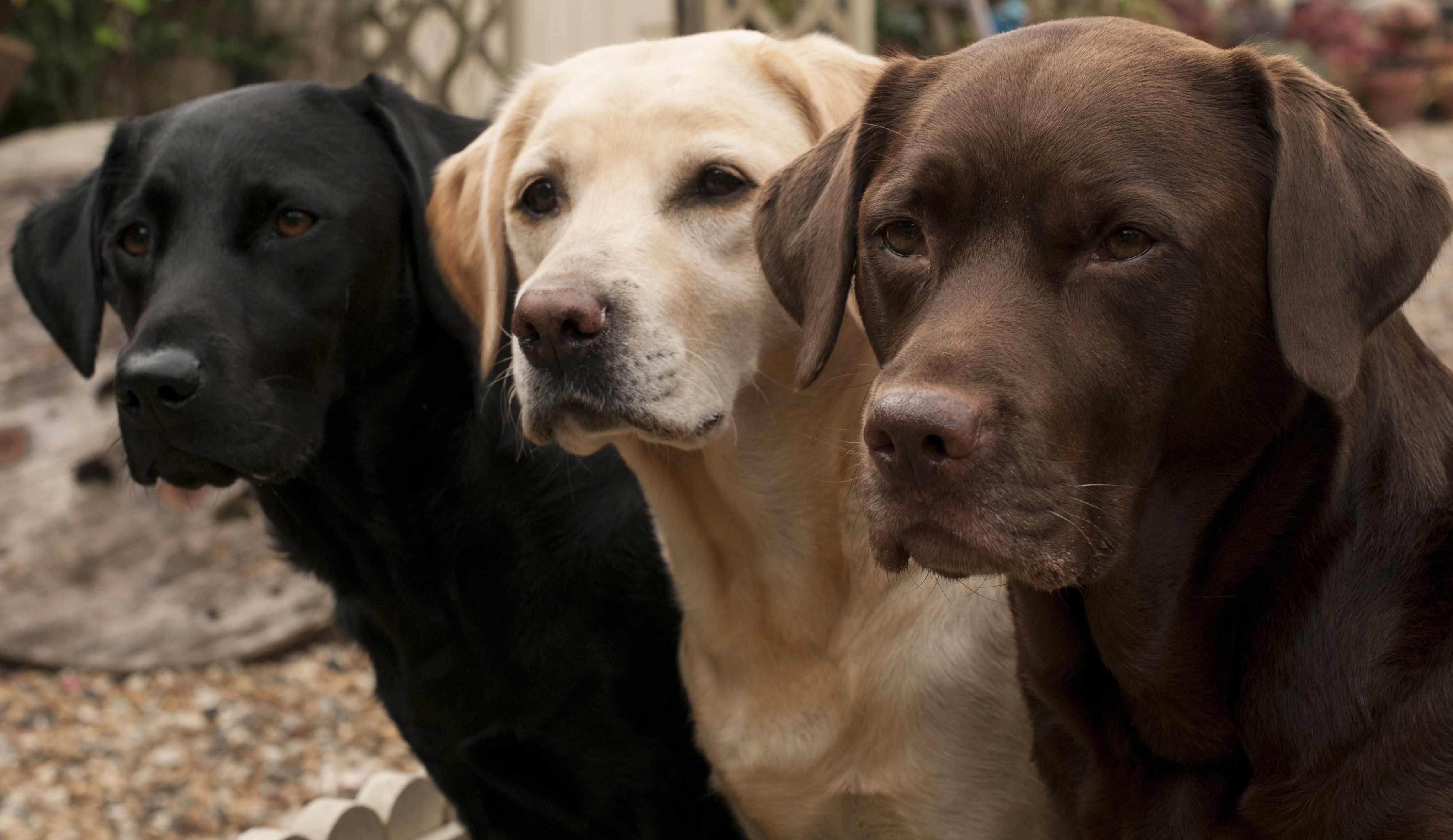 3 labradors of different colors