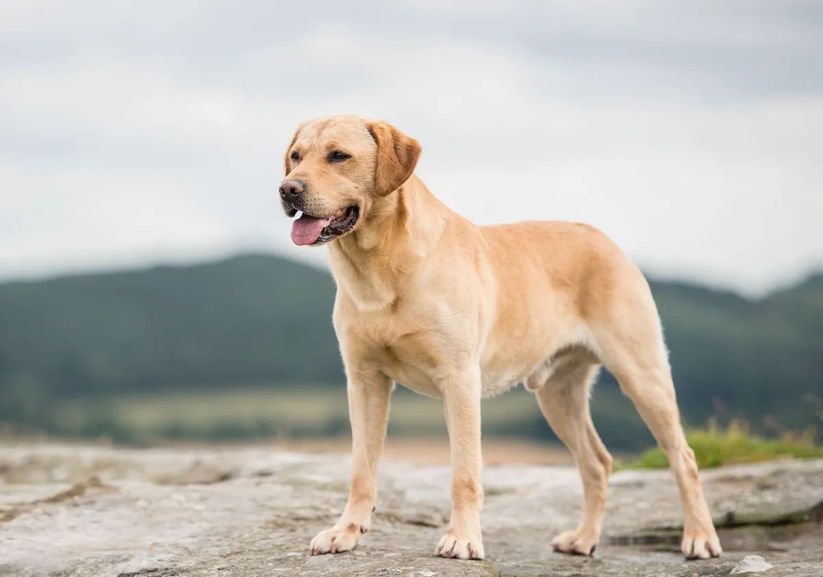 labrador in nature