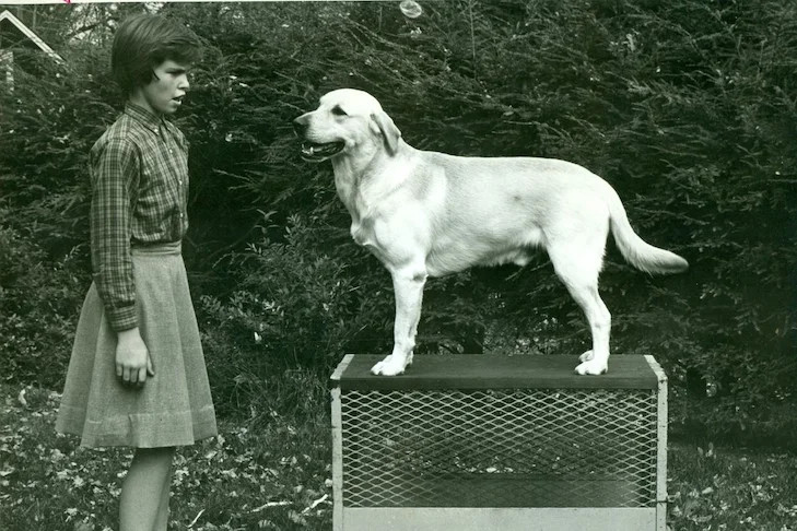 yellow Labrador Retriever standing on a table taking-orders from a girl standing nearby