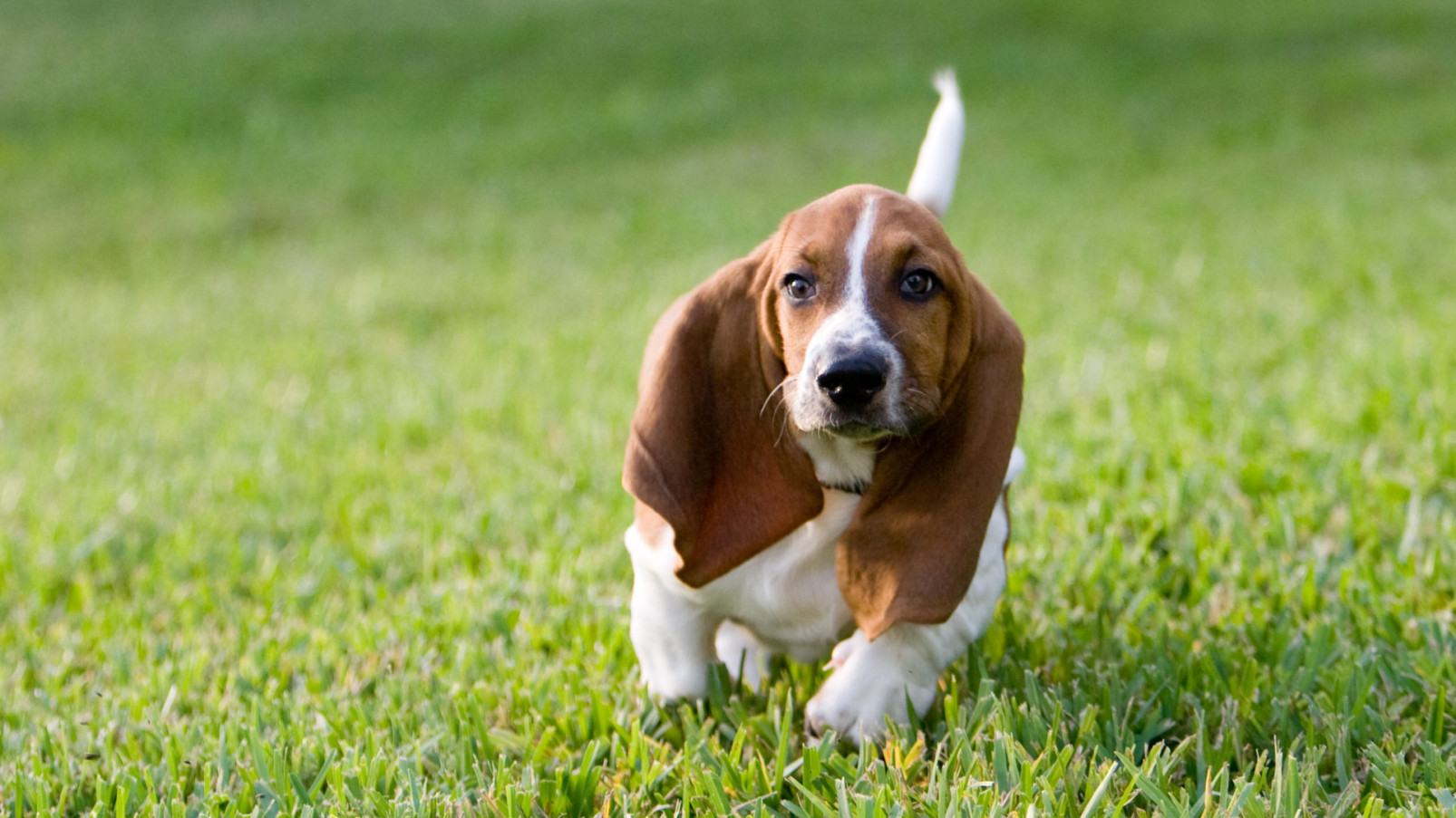 Bagle Hound Dog Breed: Everything You Need To Know