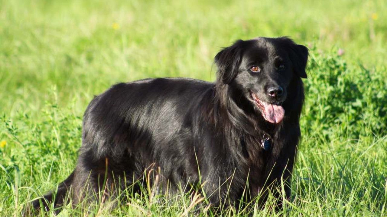 Chabrador Dog Breed: Everything You Need to Know