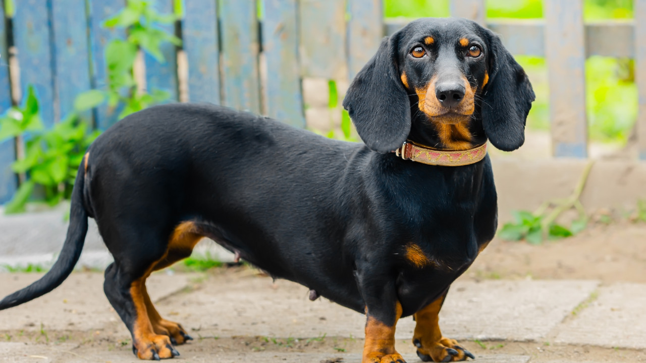 Dachshund Dog Breed Everything You Need to Know
