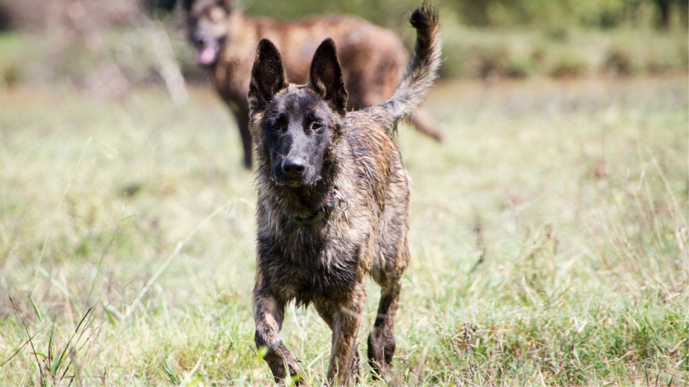 Dutch Shepherd Dog Breed: Everything You Need To Know